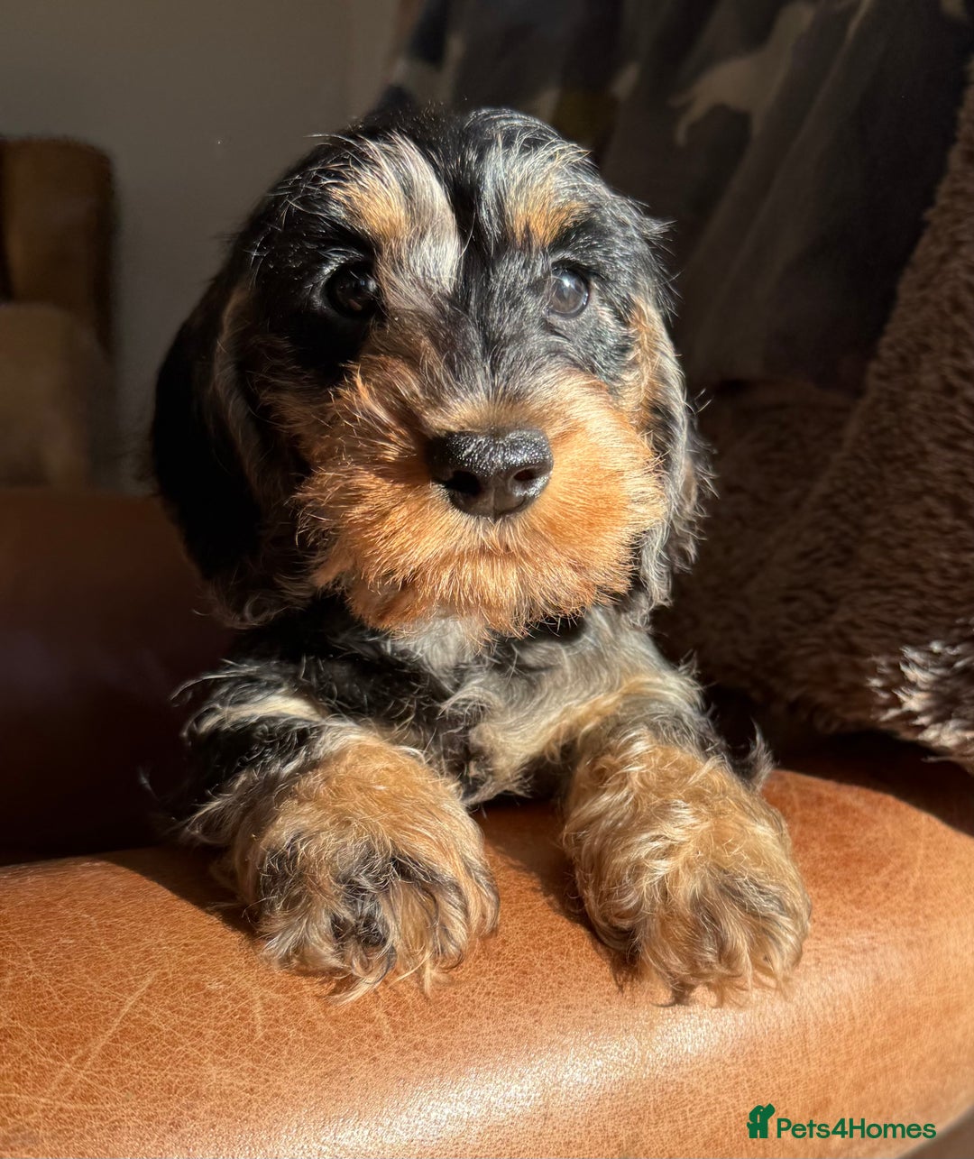 Dachshund dogs for sale: KC registered mini wires - Advert 5
