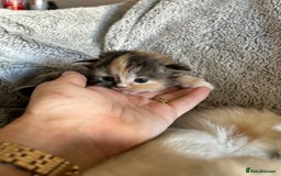 Ragdoll cats for sale: Ragdoll X Persian kittens - Image 13