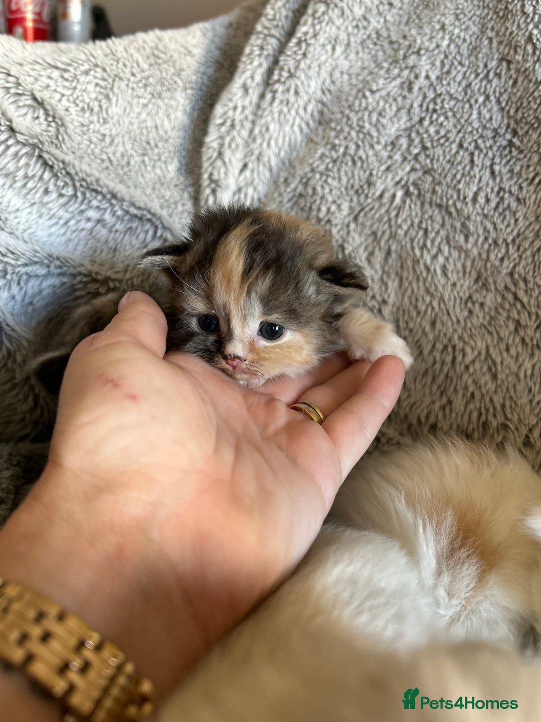 Ragdoll cats for sale: Ragdoll X Persian kittens - Image 13