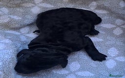 Labradoodle dogs for sale: Curly Coated Hypo-Allergenic Labradoodle Puppies   - Image 23
