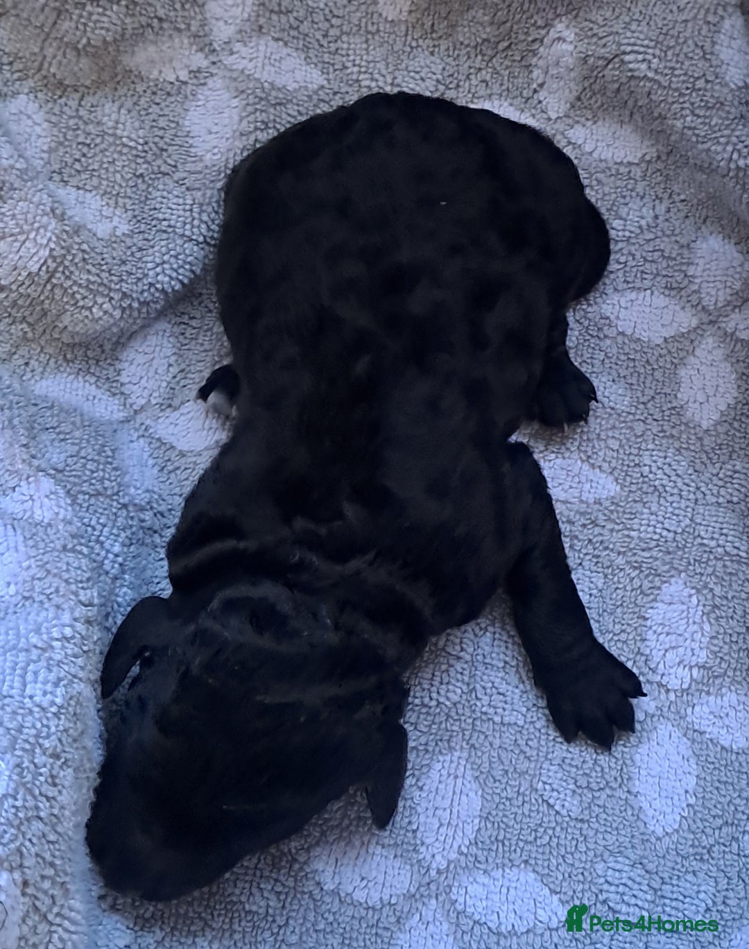 Labradoodle dogs for sale: Curly Coated Hypo-Allergenic Labradoodle Puppies   - Image 23