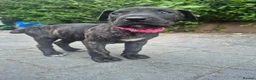Presa Canario dogs for sale: Presa Canario Puppies ♥️  - Advert 26