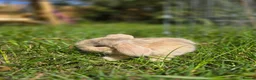 Mini Lop rabbits for sale: 4 Purebred Mini Lop kits for sale - Advert 13