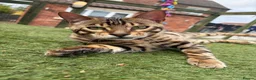 Bengal cats for sale: TICA Active Male Bengal health tested clear - Advert 1