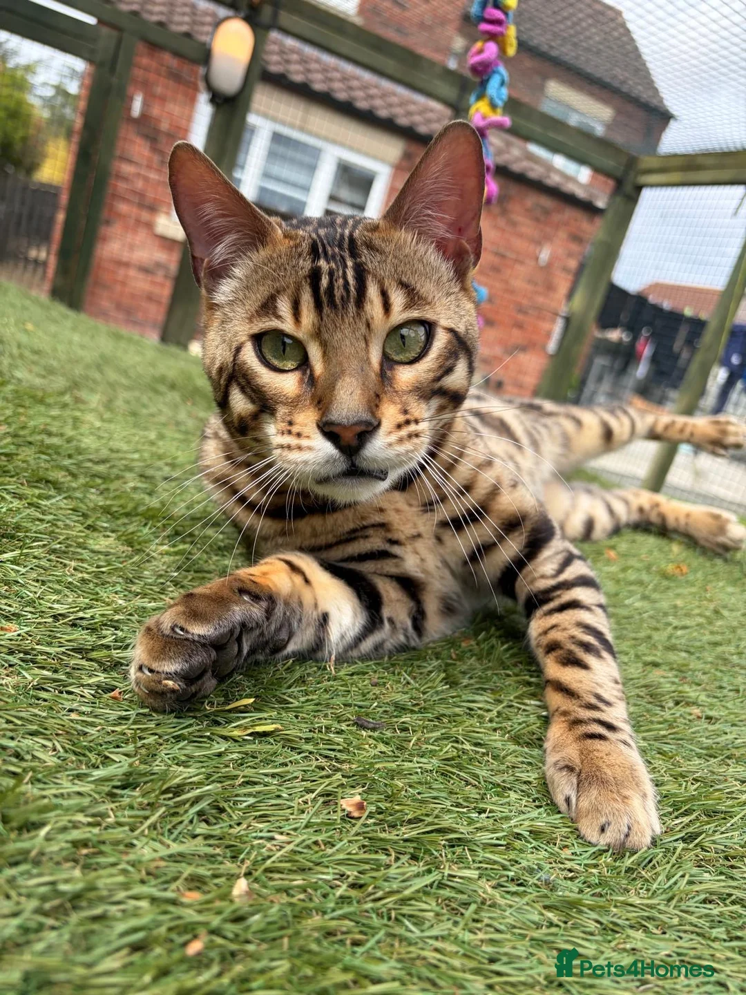 Bengal cats for sale: TICA Active Male Bengal health tested clear - Advert 1
