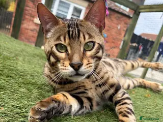 Bengal cats for sale: TICA Active Male Bengal health tested clear - Advert 1
