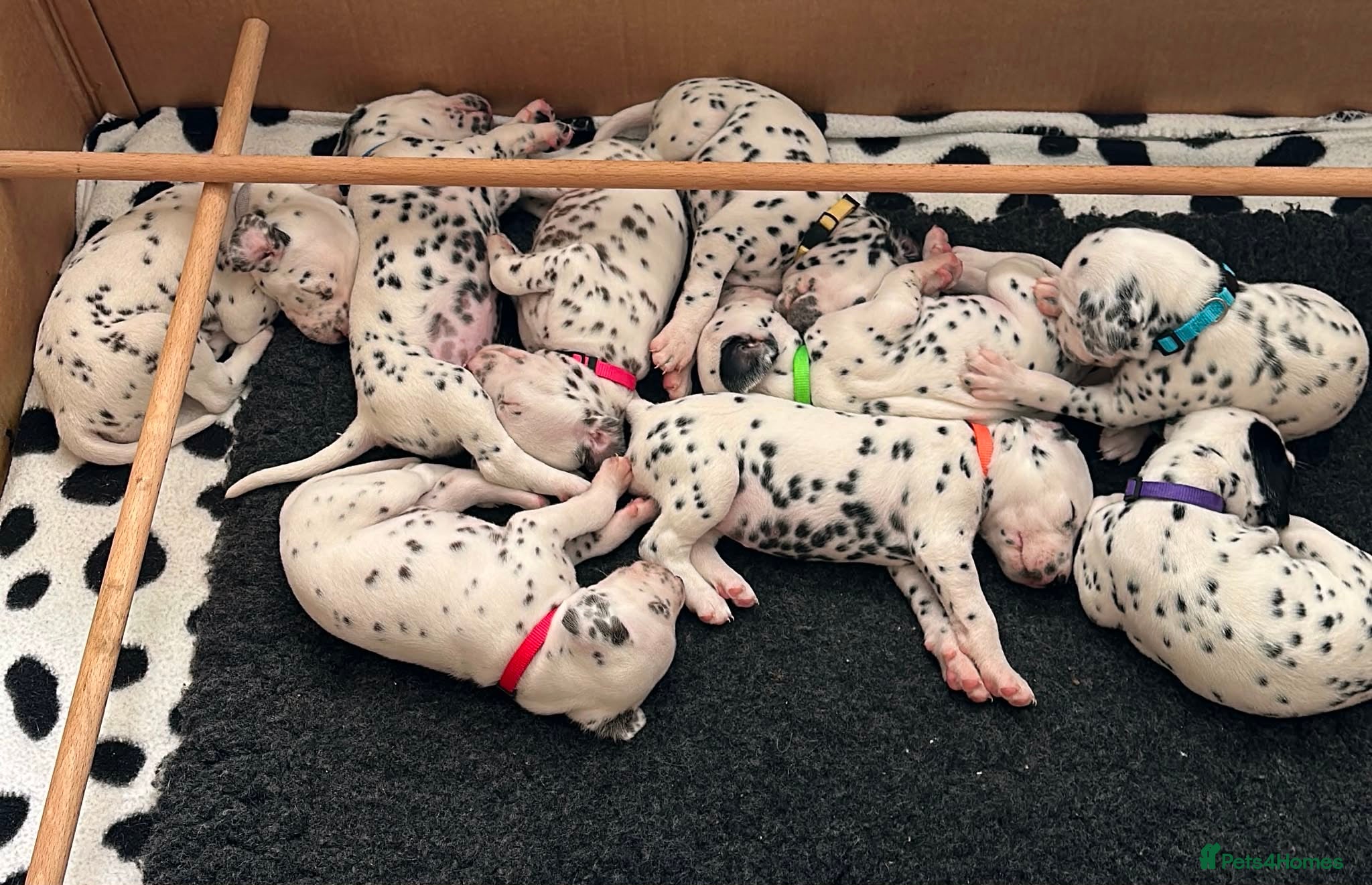 Dalmatian dogs Dalmatian Puppies  - Advert 15