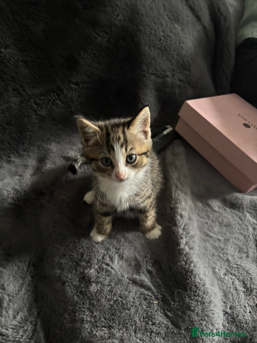 Mixed Breed cats for sale: Litter off 5 half bengal kittens  - Image 10