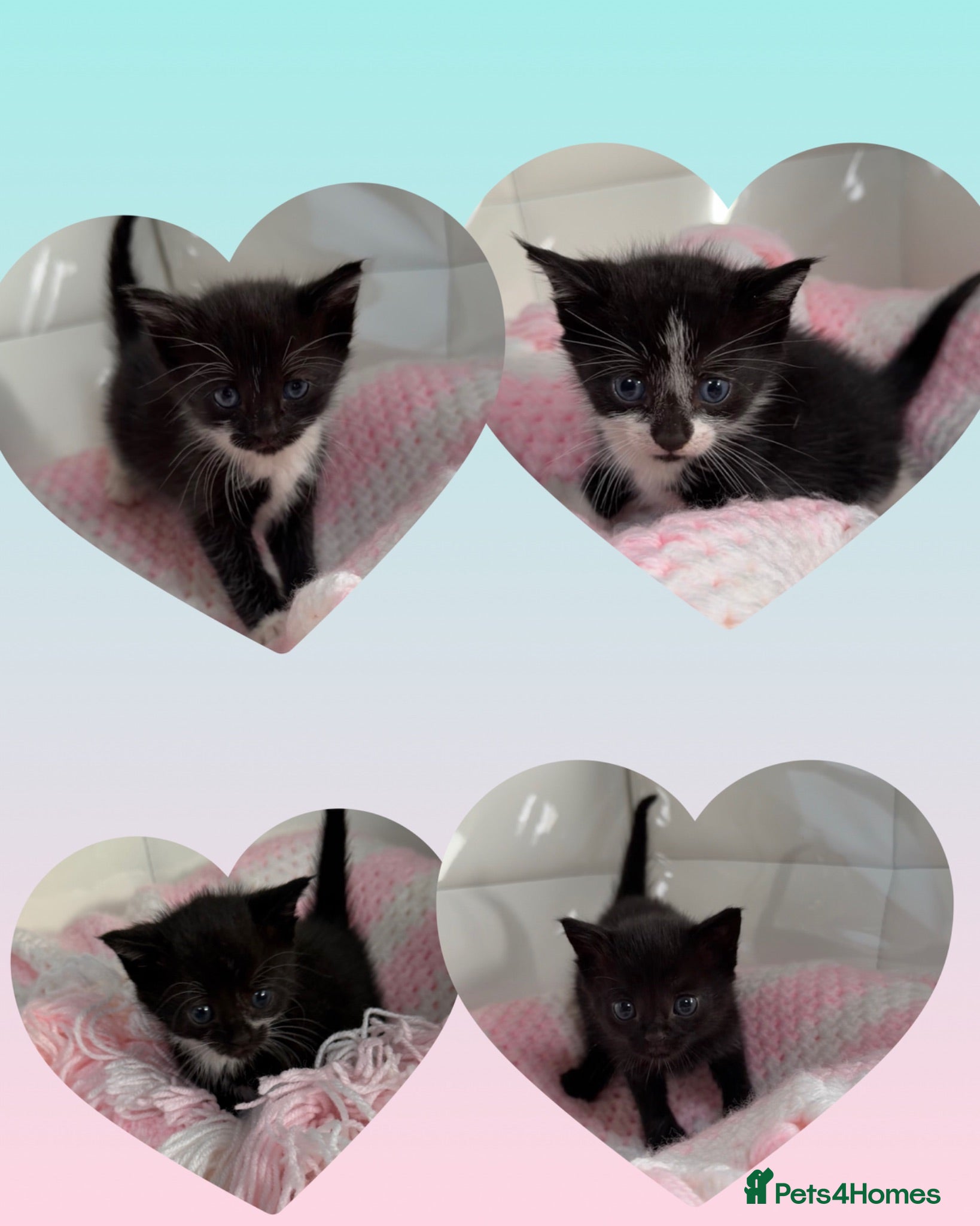 Mixed Breed cats Cute and fluffy kittens almost ready🥹 - Advert 6