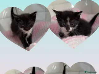 Mixed Breed cats Cute and fluffy kittens almost ready🥹 - Advert 6