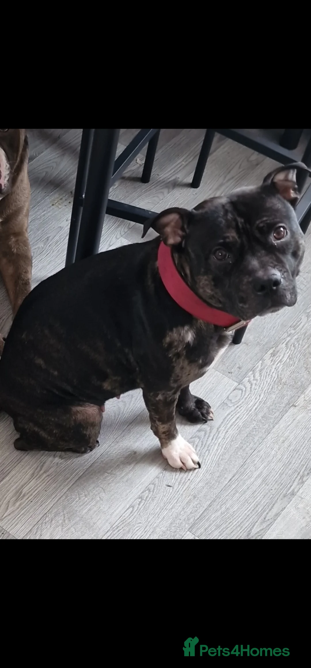 Mixed Breed dogs for sale: Female Staffy X Alapaha Blue Blood Bulldog Pups - Advert 14