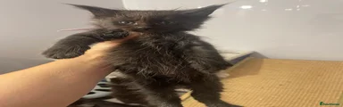 Maine Coon 2