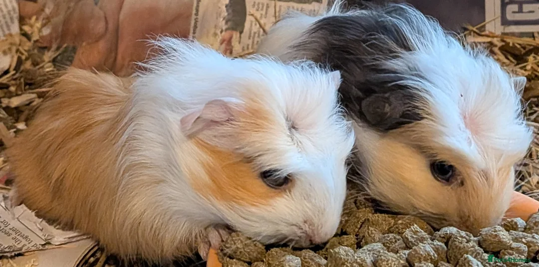 Guinea Pig rodents for sale: 3 x beautiful female baby guinea pigs - Advert 4