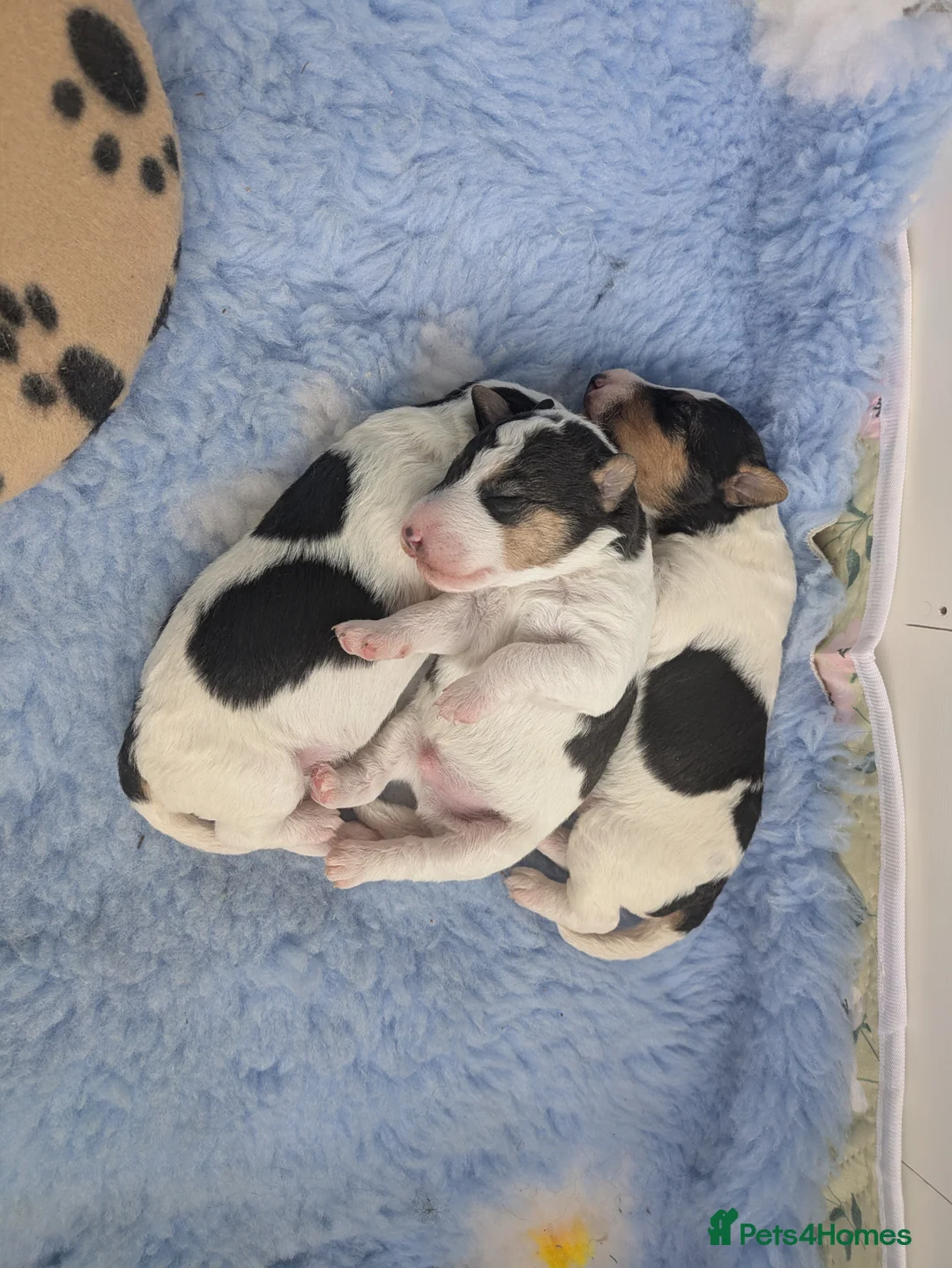Fox Terrier dogs for sale: Beautiful KC litter of ( 3 boys )  in Wisbech - Advert 29