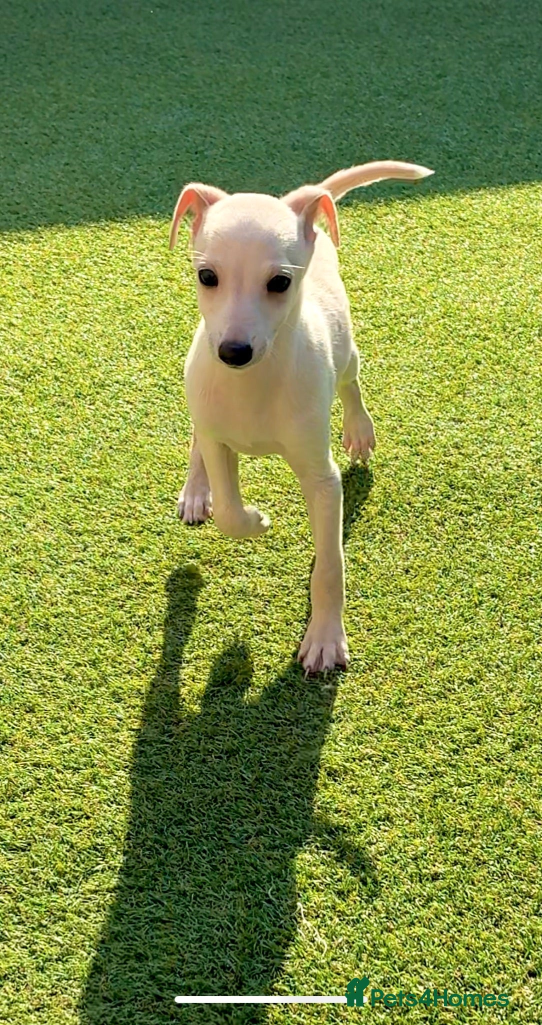 Italian Greyhound dogs Beautiful KC Reg Cream Boy - Advert 7