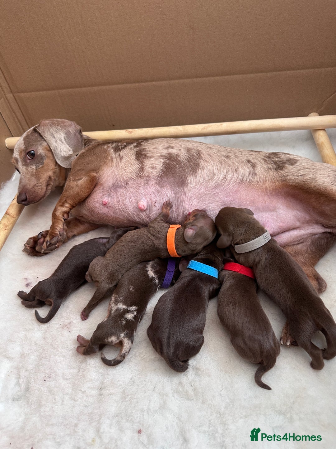 Miniature Dachshund dogs for sale: Gorgeous Miniature Dachshund Puppies!! - Image 1