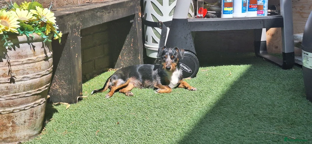Jackshund dogs for sale: Beautiful miniature dachshund cross jack russell  - Advert 2