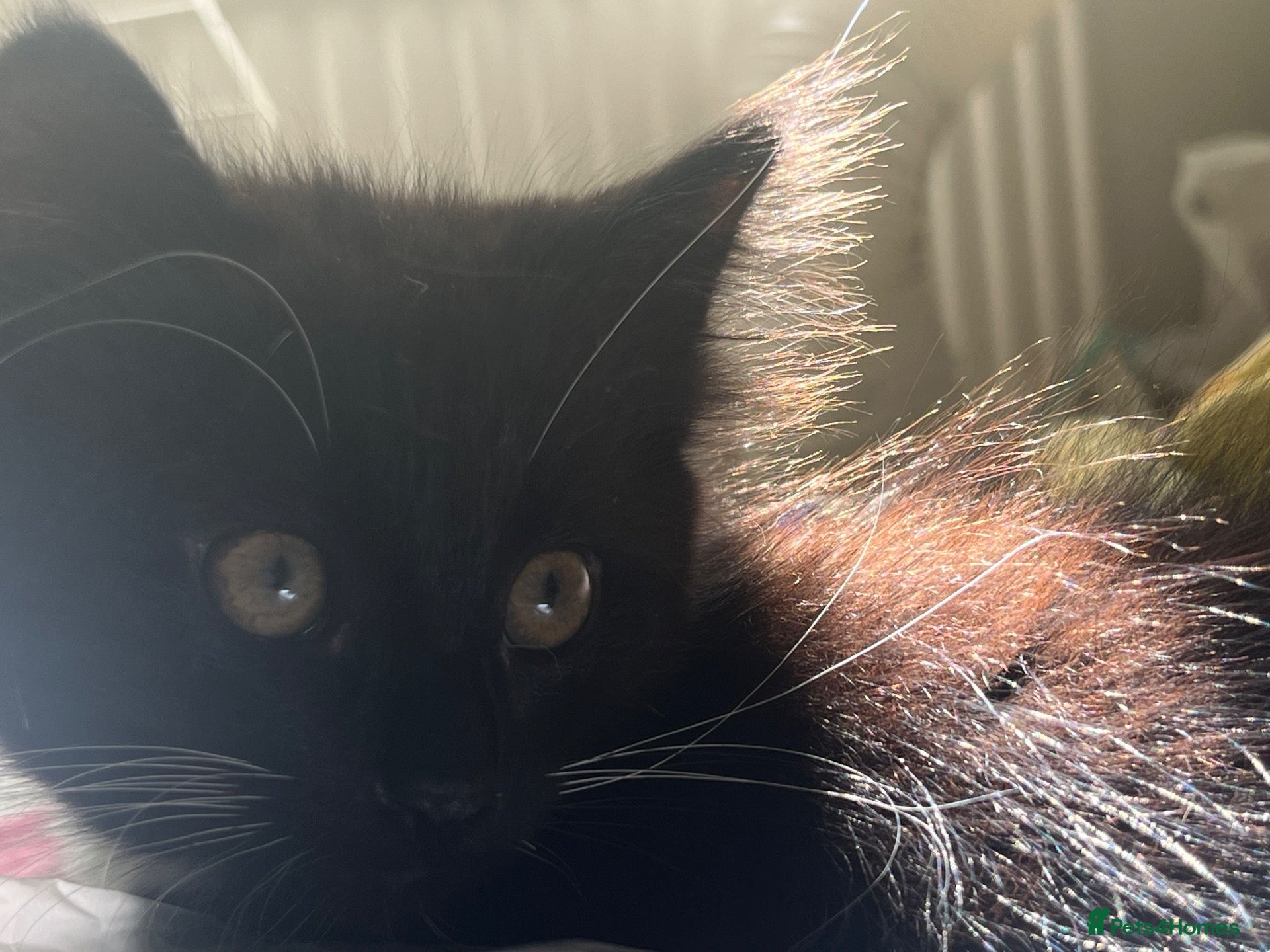 Mixed Breed cats Maine coon mix - Advert 1