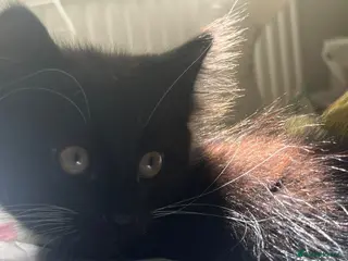 Mixed Breed cats Maine coon mix - Advert 1