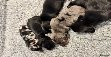 Miniature Dachshund dogs - Advert 1
