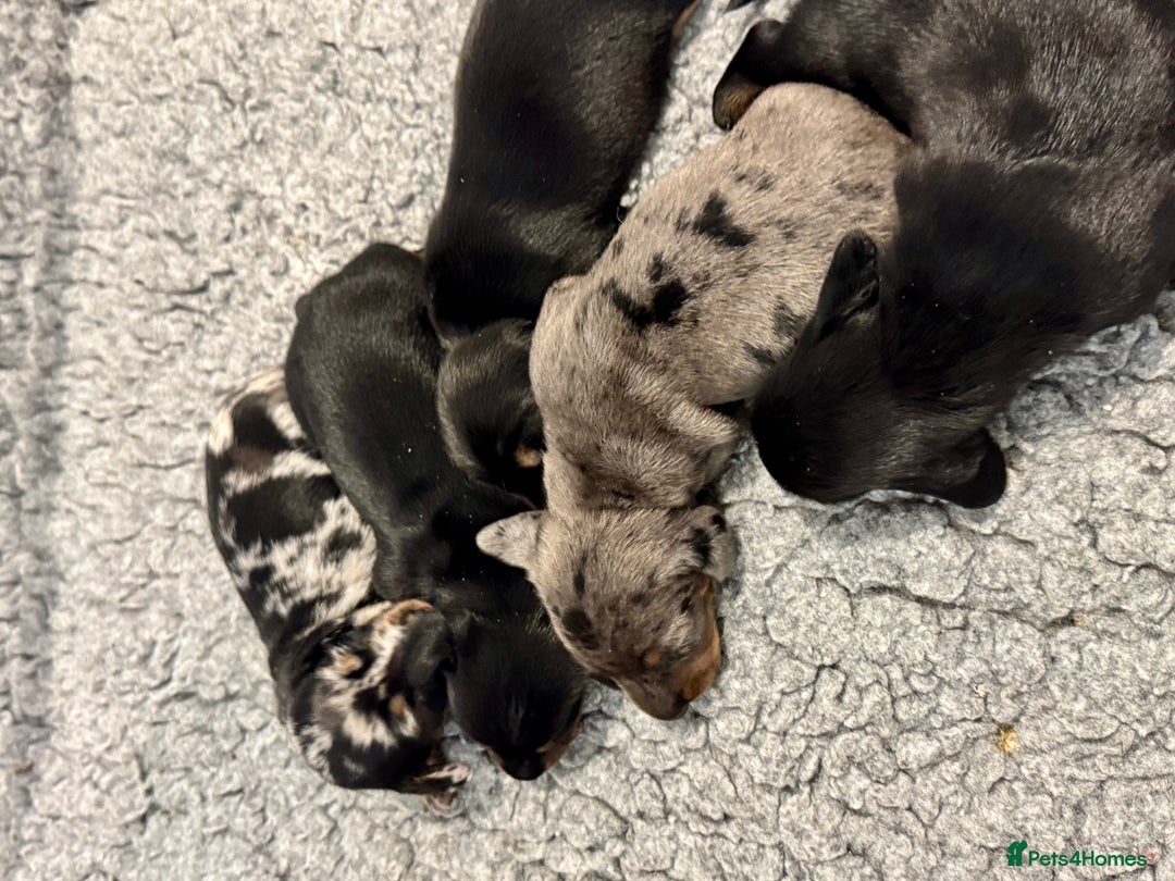 Miniature Dachshund dogs for sale: Mini dachshund puppies KC reg parents DNA tested - Image 3