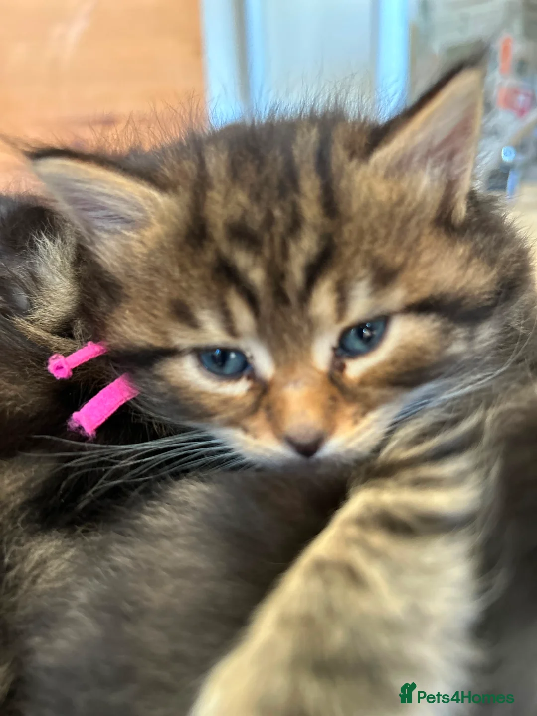 Maine Coon cats for sale: Fluffy picture perfect Maine Coon kittens in Tarporley - Advert 32