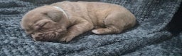 Mixed Breed dogs for sale: Outstanding Mastiff Puppies looking for homes  - Advert 13
