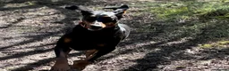 Dobermann dogs for sale: Loyal Doberman  in Preston - Advert 3