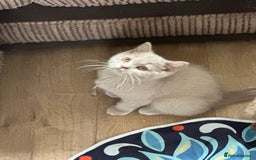 British Shorthair cats for sale: Exc   champion line - Image 24