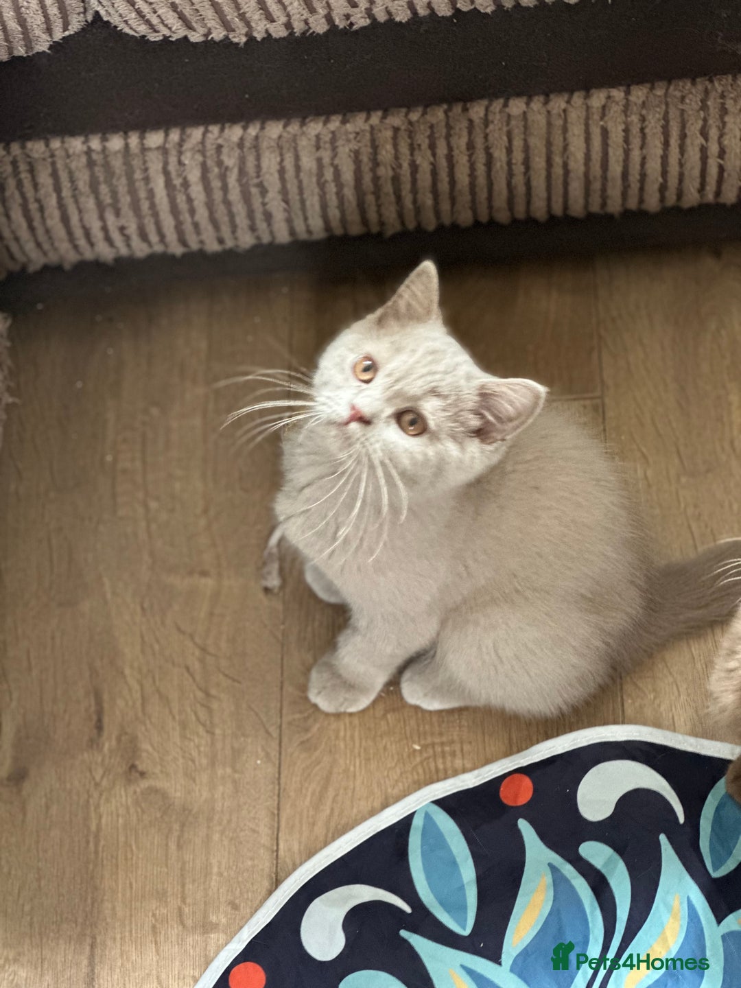 British Shorthair cats for sale: Exc   champion line - Image 24