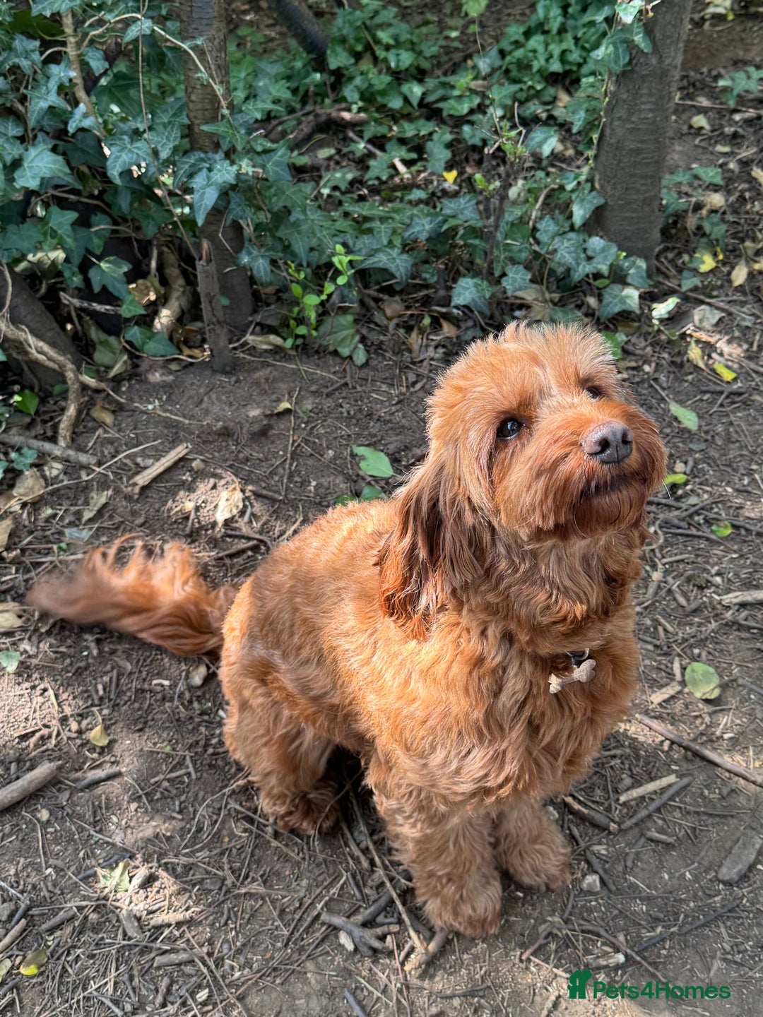 Cockapoo dogs for sale: Outstanding F1b Cockapoos, health tested clear - Advert 13