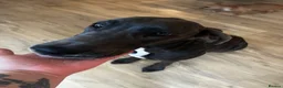 Great Dane dogs for sale: Stunning blue girl  - Advert 5