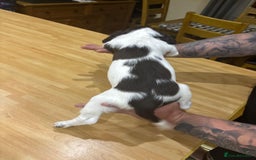 English Springer Spaniel dogs for sale: 🐾 Pedigree English Springer Spaniel Puppies 🐾 - Image 2