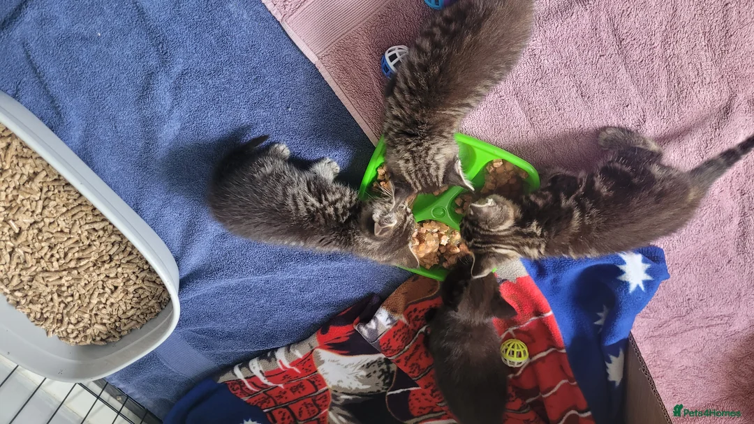 Mixed Breed cats for sale: 4 kittens available end of April *3girls*1boy* - Advert 7