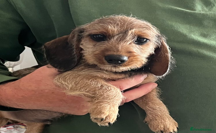 Miniature Dachshund dogs - Advert 1