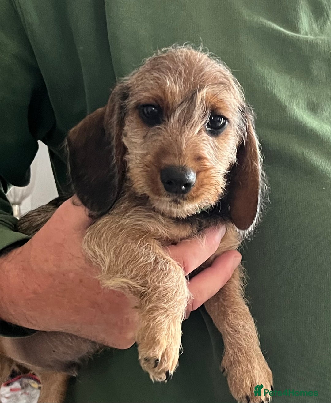 Miniature Dachshund dogs for sale: Beautiful Miniature Wirehaired Dachshunds - Image 1