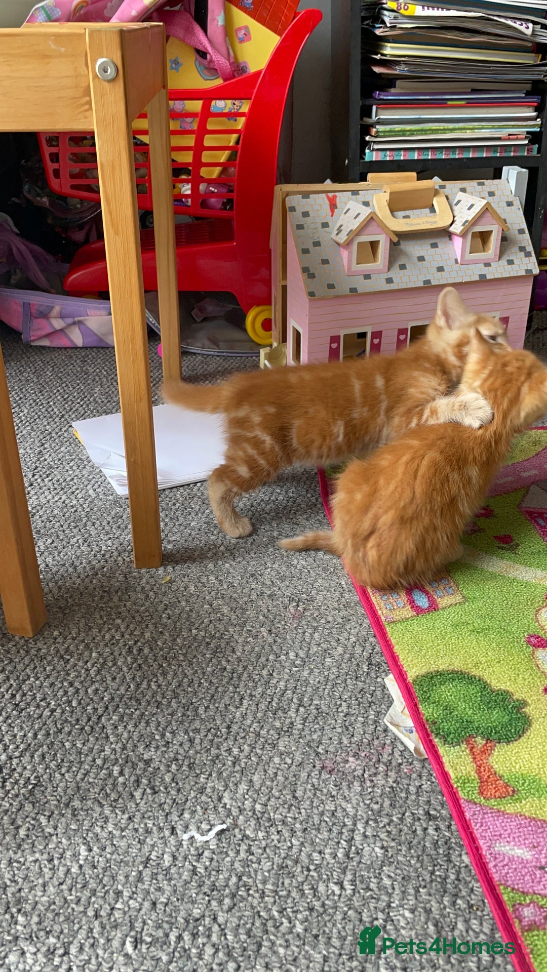 Mixed Breed cats for sale: Beautiful little kittens - Image 20