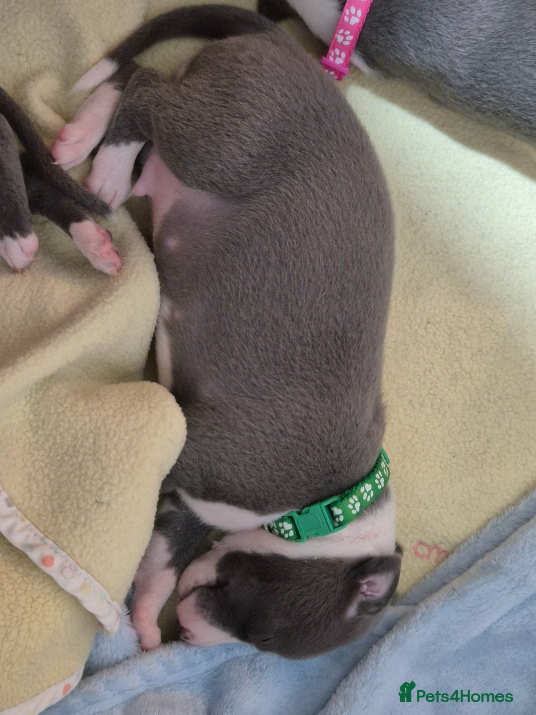 Whippet dogs for sale: Stunning KC Registered Blue Whippet Puppies - Image 29