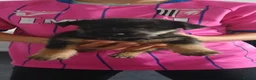 Mixed Breed dogs for sale: Lakeland Russell’s  in Sittingbourne - Advert 4
