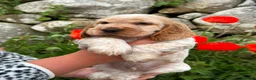 Cocker Spaniel dogs for sale: Kc show cocker spaniels  in Newry - Advert 7