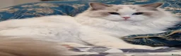 Ragdoll cats for sale: 🥇🏆🐆Exclusive kittens❤️✨️🏆Award winning cattery - Advert 6