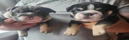 English Bulldog dogs for sale: Black tri english bulldog  - Advert 4