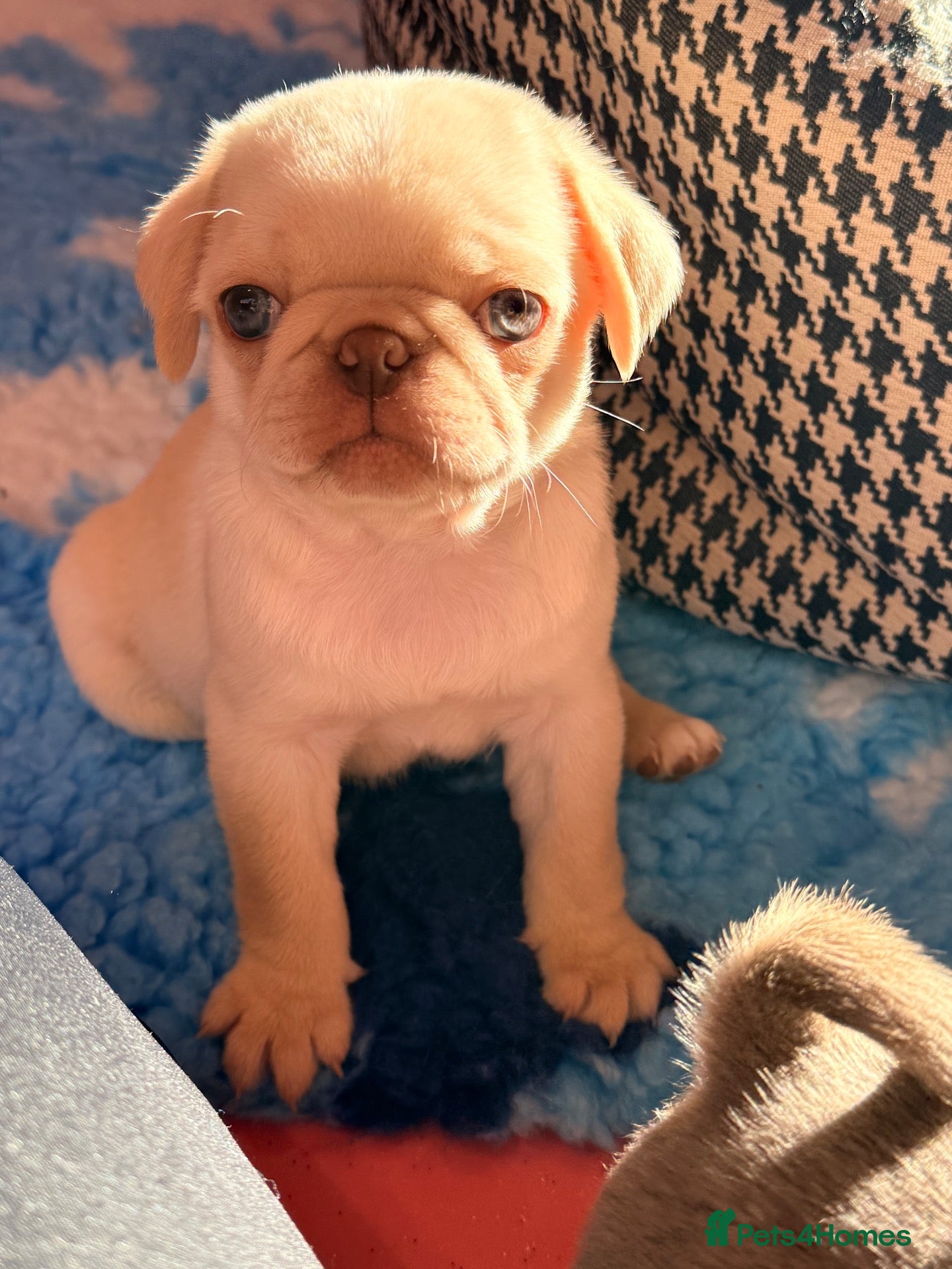 Pug dogs 3rd generation pugs 1 boy available  - Advert 1