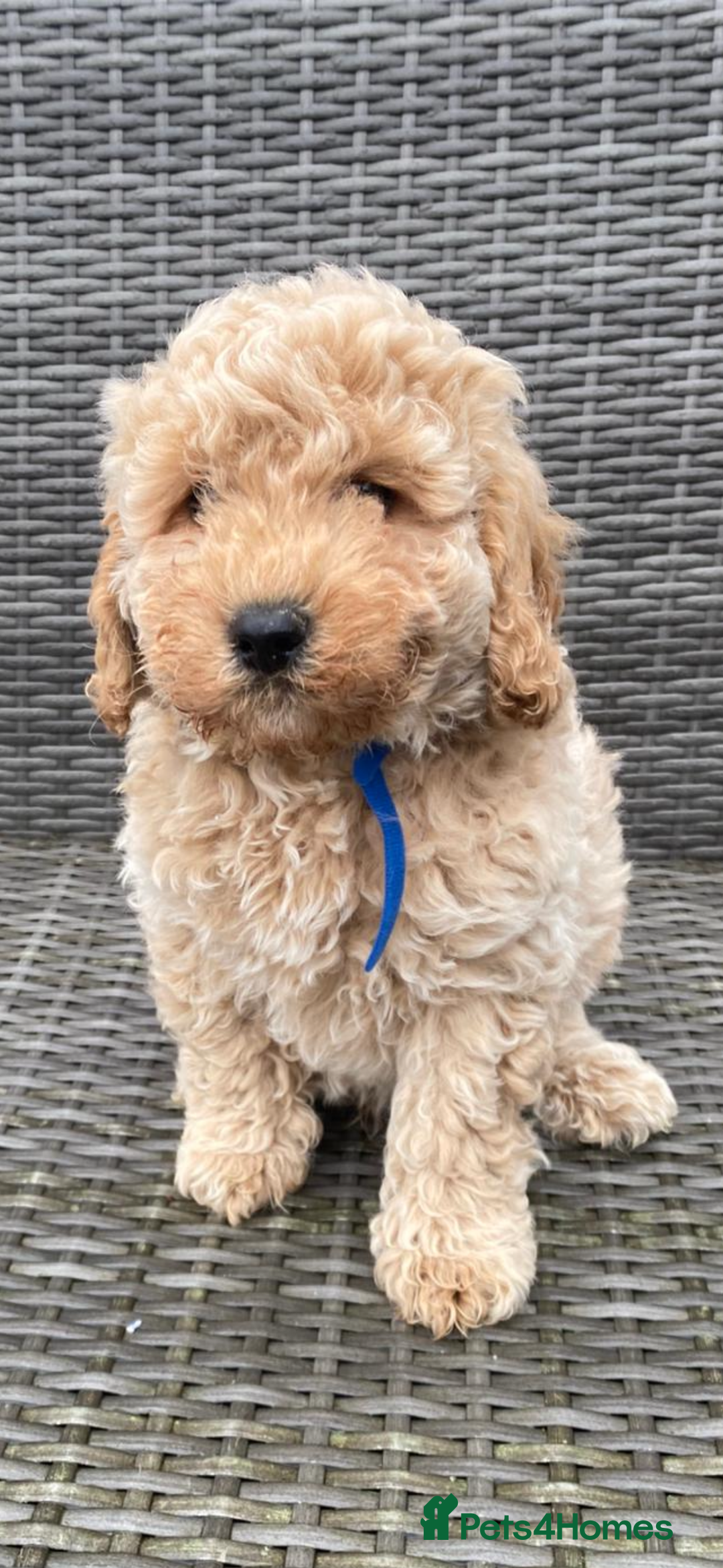 Cavapoochon dogs for sale: Cavapoochon Pups For Sale - Advert 1