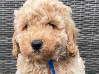 Cavapoochon dogs Cavapoochon Pups For Sale - Advert 6