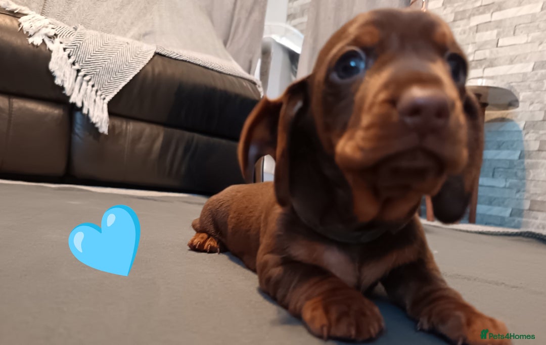 Miniature Dachshund dogs for sale: 2 Beautiful Mini Dachshunds Boys🩵💚 - Image 6