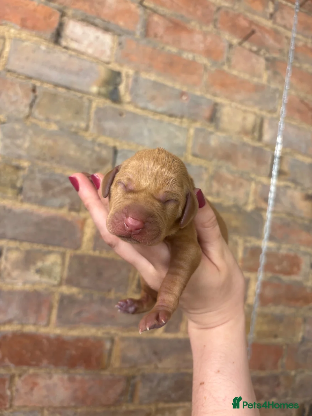 Hungarian Vizsla dogs for sale: 9 KC registered Hungarian Vizla puppies in Leicester - Advert 7