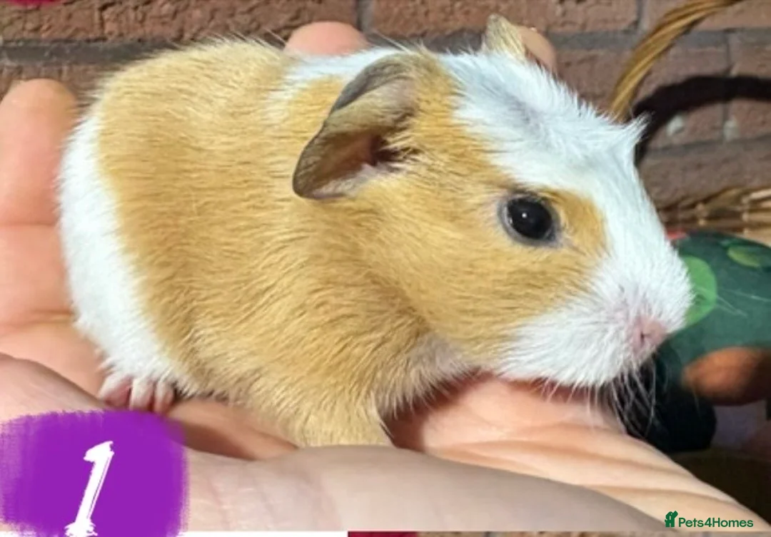 Guinea Pig rodents for sale: Baby male and female guinea pigs  - Advert 2