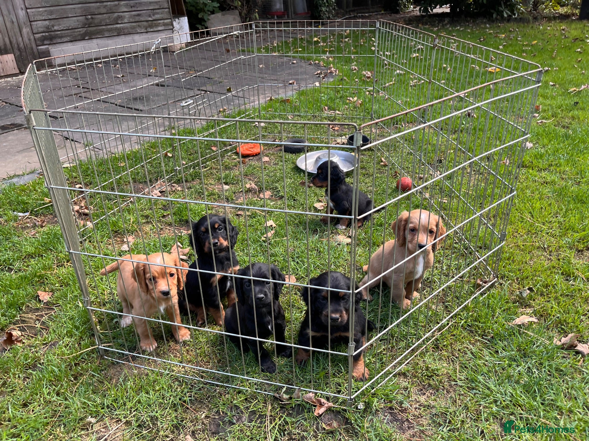 Cocker Spaniel dogs Lovely litter of working cocker spaniel puppies  - Advert 3