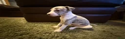 Whippet dogs for sale: KC Registered Whippet Puppies – Home Reared, - Advert 8